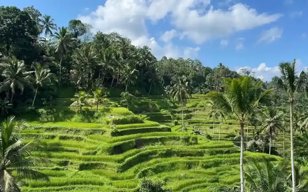 Terraced rice fields and palm trees at Tegalalang